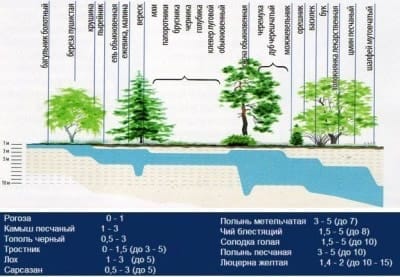 Об уровне залегания грунтовых вод могут подсказать растущие на участке растения Об уровне залегания грунтовых вод могут подсказать растущие на участке растения