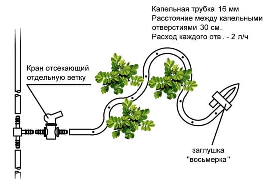 К тройникам подключаем капельные ленты