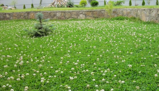 Образец газона