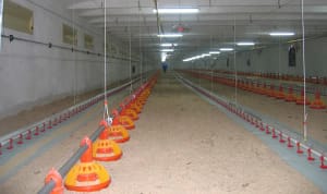 Образец массовой поилки для кур - фото