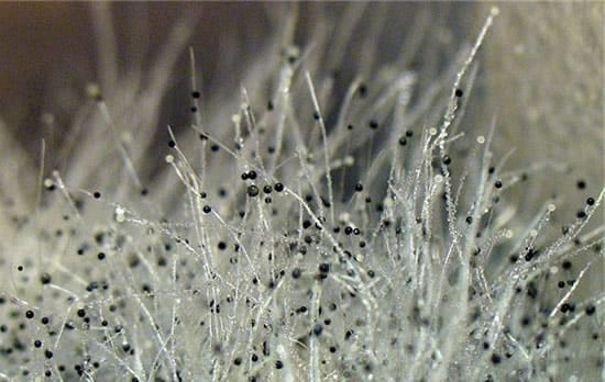 Образец плесени изнутри