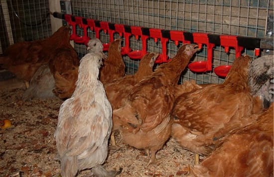 Поилка для кур своими руками