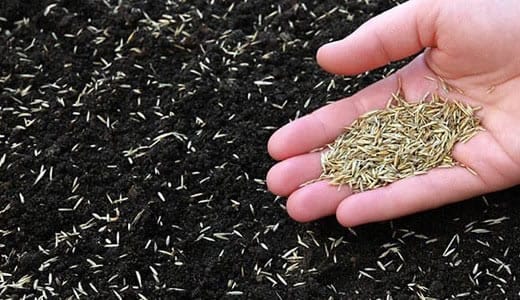 Посев газона своими руками