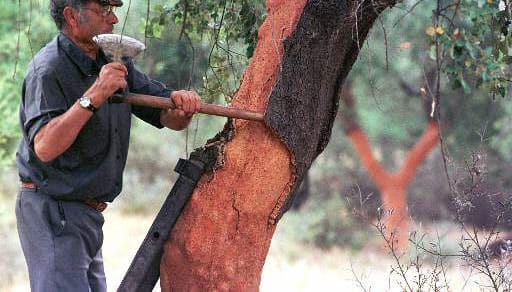 Пробку собирают с дерева