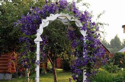 Растения для садовой арки